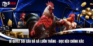 Bí quyết soi cầu đá gà luôn thắng